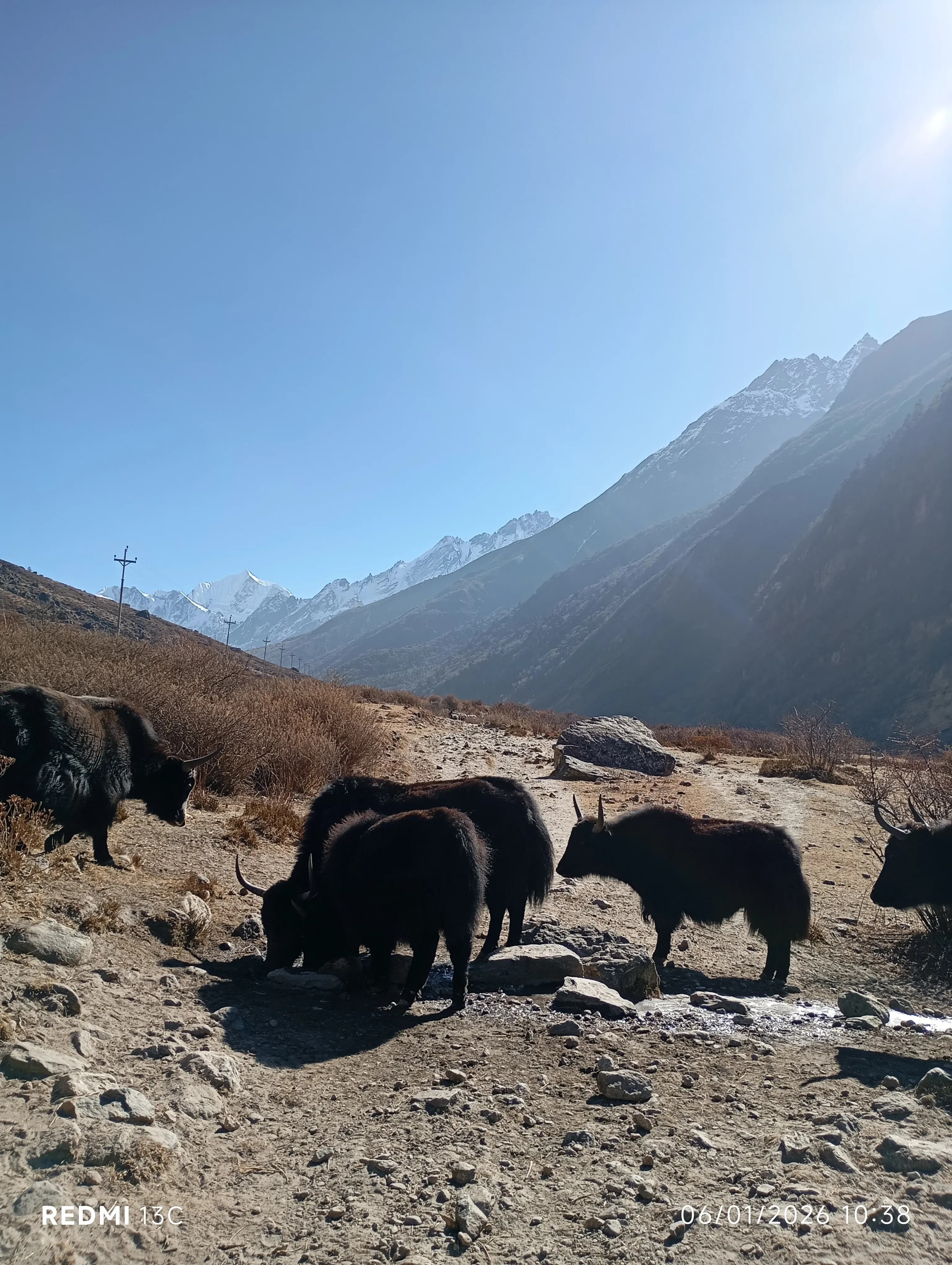 yak langtang